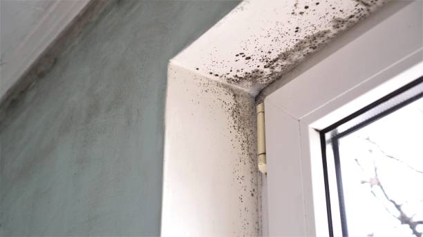 Trusted Middlebranch, OH Mold Removal Experts