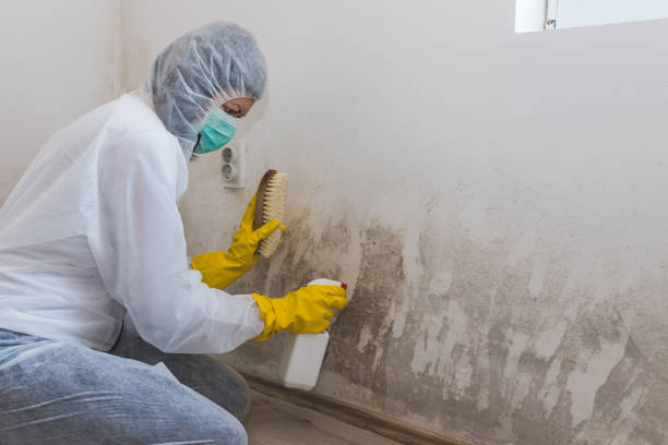 Certified Mold Removal in Middlebranch, OH