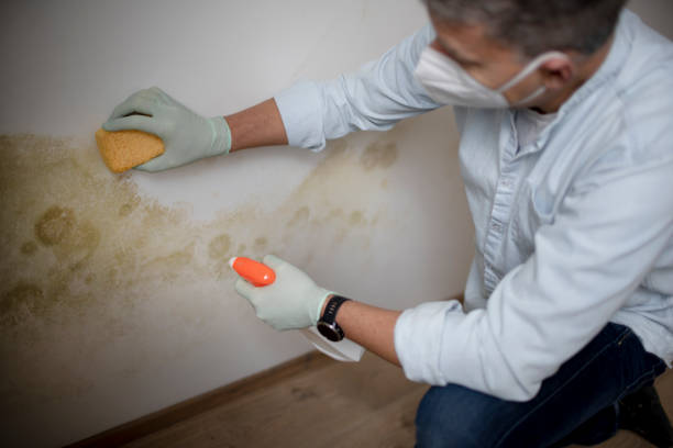 Best Commercial Mold Removal  in Middlebranch, OH