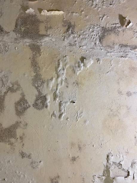 Best Attic Mold Removal  in Middlebranch, OH