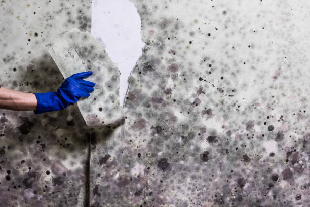 Home Mold Removal in Middlebranch, OH