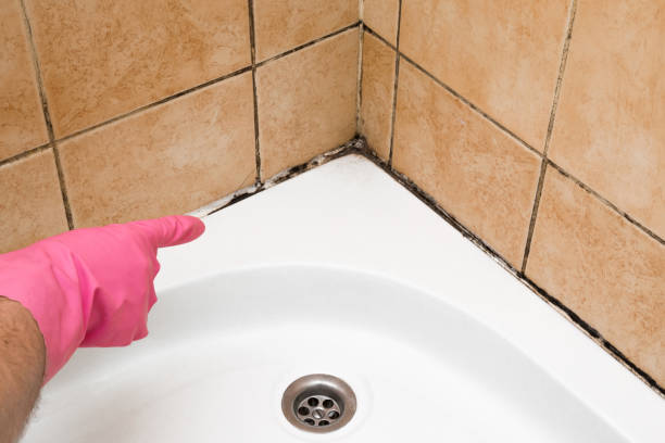 Office Mold Removal Services in Middlebranch, OH
